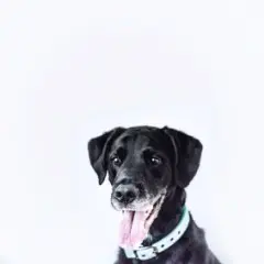 Logo for Dog Breed Identification