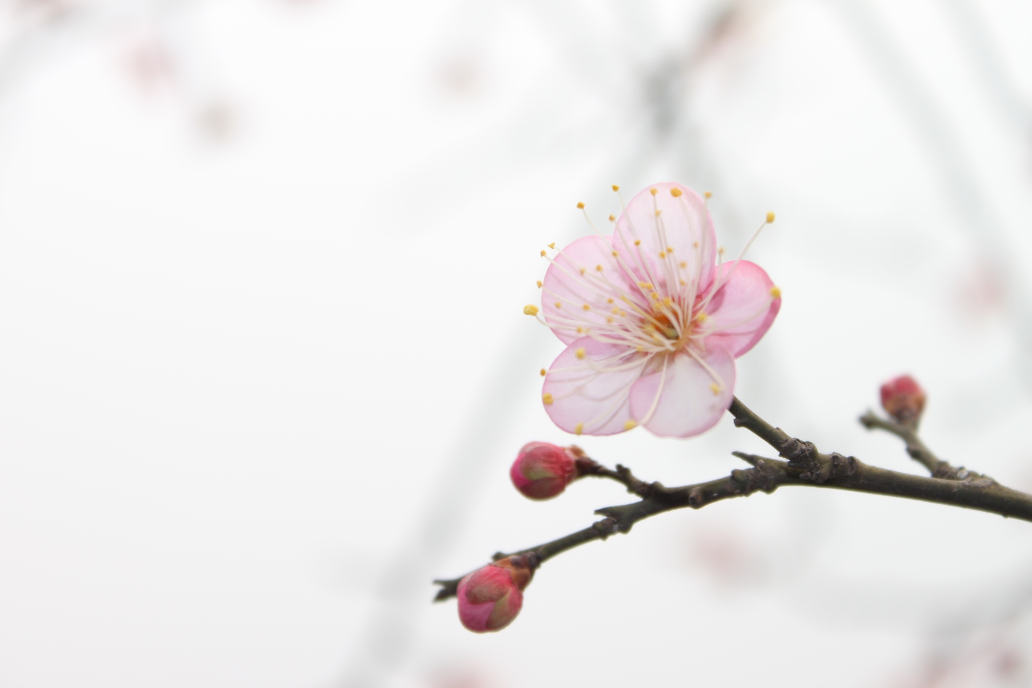 Plum blossom