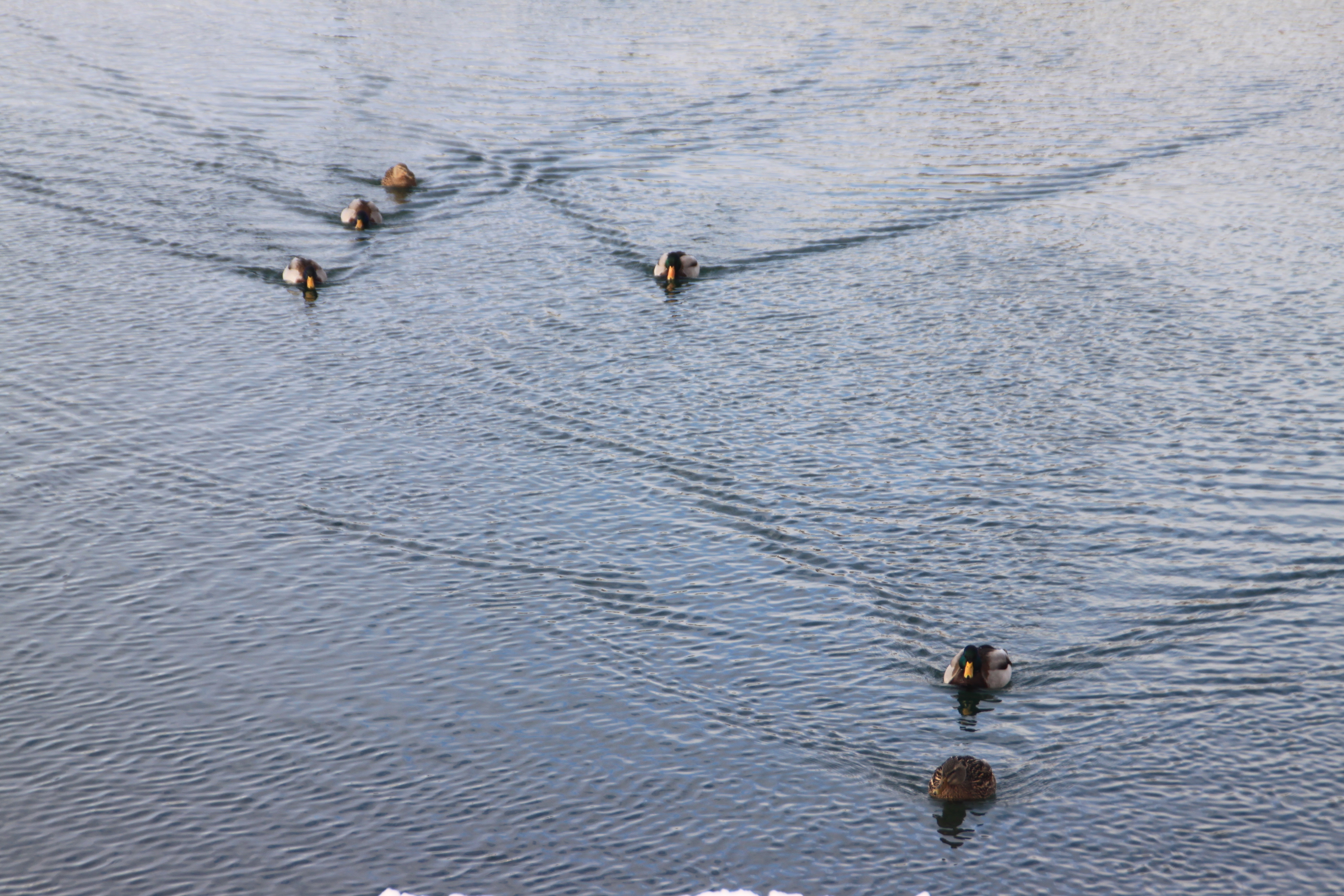 Canada Goose!