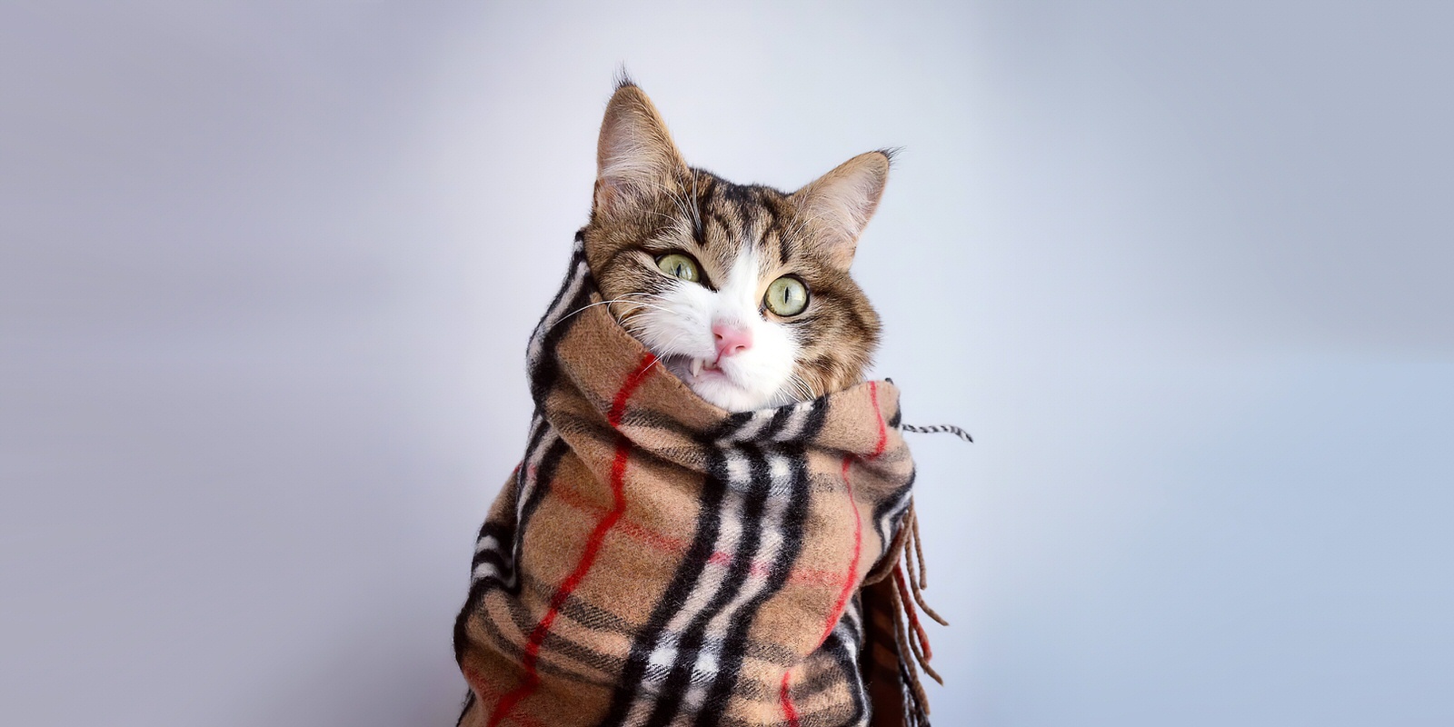 披着毛巾的猫