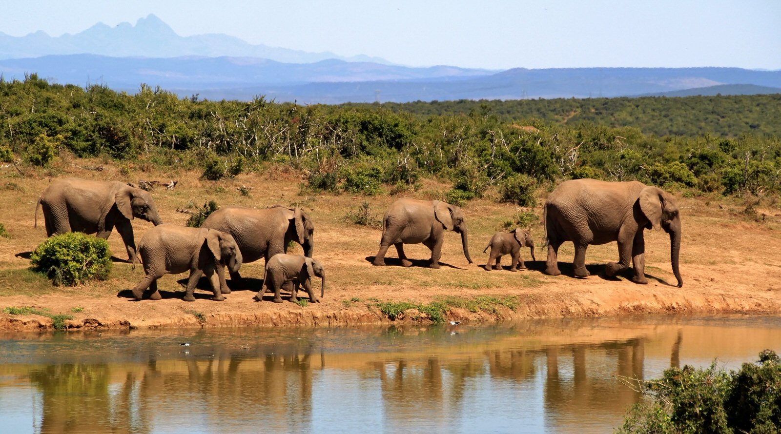 非洲大象4K高清壁纸下载