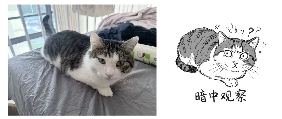 制作宠物表情包