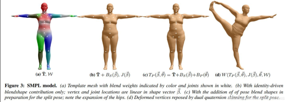 SMPL Model
