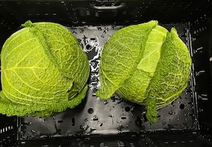 Vergleich: Übergrosser Wirz für effizientes Rüsten