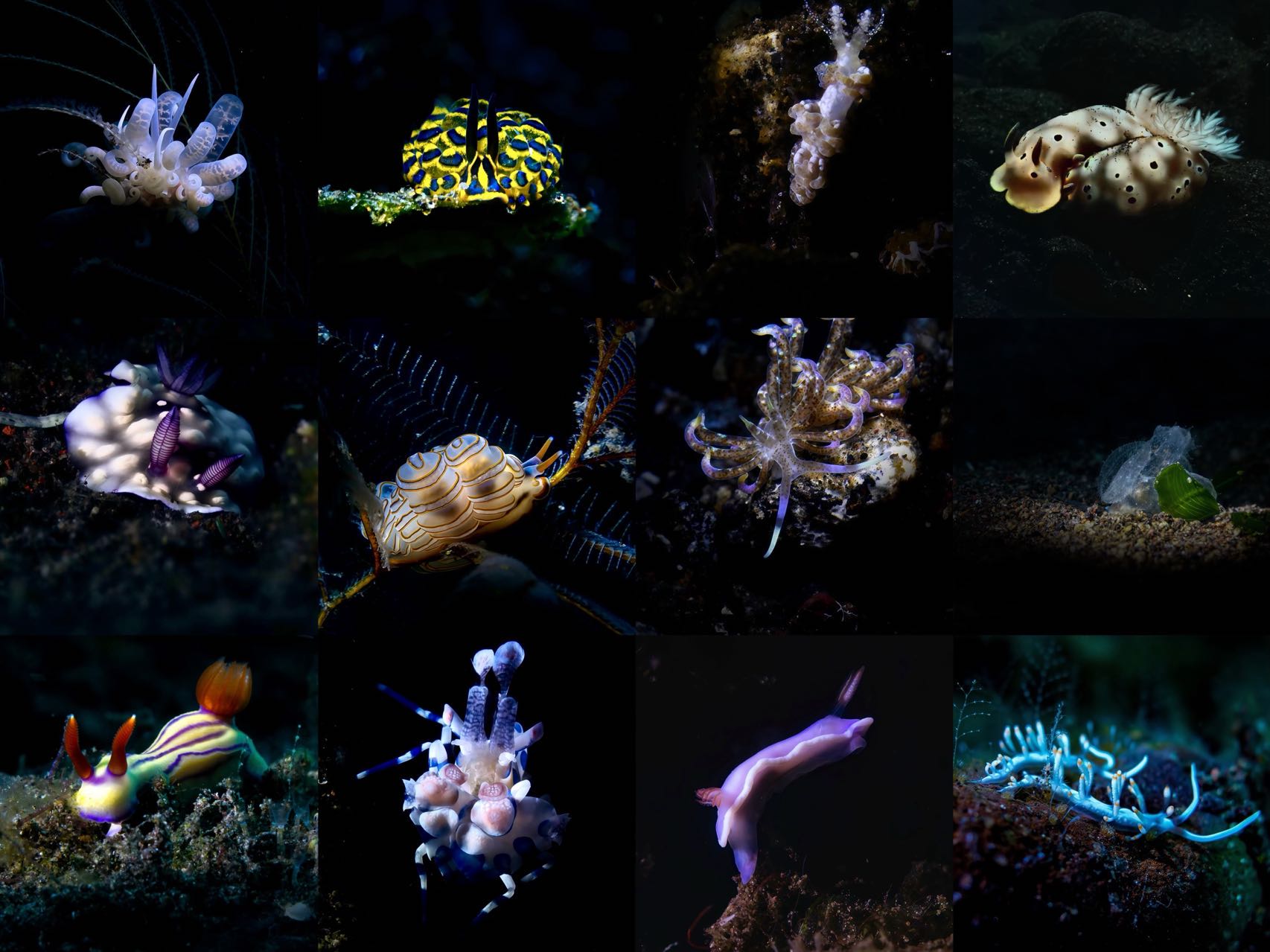 A screen shot of Theme Cupertino