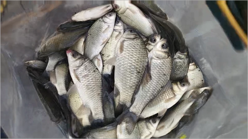钓鱼人与鱼获的欢乐时刻