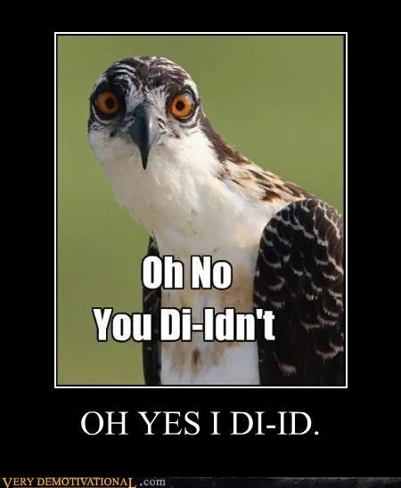 animals_hawk_Image_Pure_Awesome_-_4888324352.webp