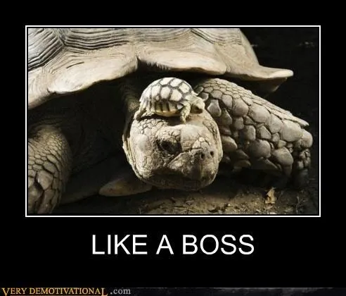 animals_hilarious_Image_Like_a_Boss_turtle_-_5267264768.webp
