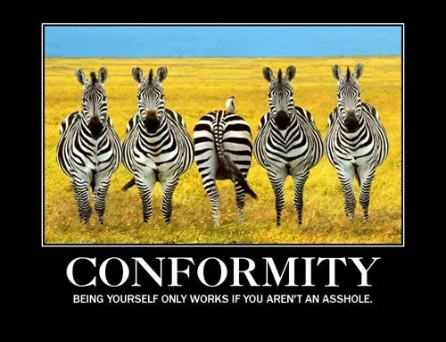 animals_idiots_zebra_-_8074106112.webp