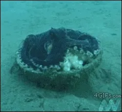 wtf_octopus_funny_animals_-_8039092736.webp