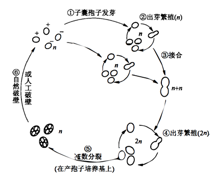 酿酒酵母的生活史