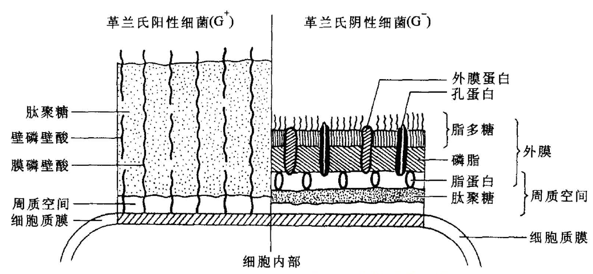 G+和G-细菌细胞壁构造的比较