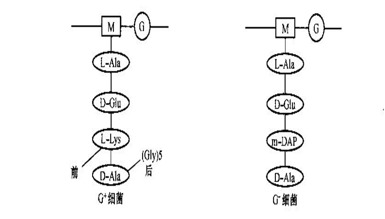 G+和G-细菌肽聚糖单体构造的差别
