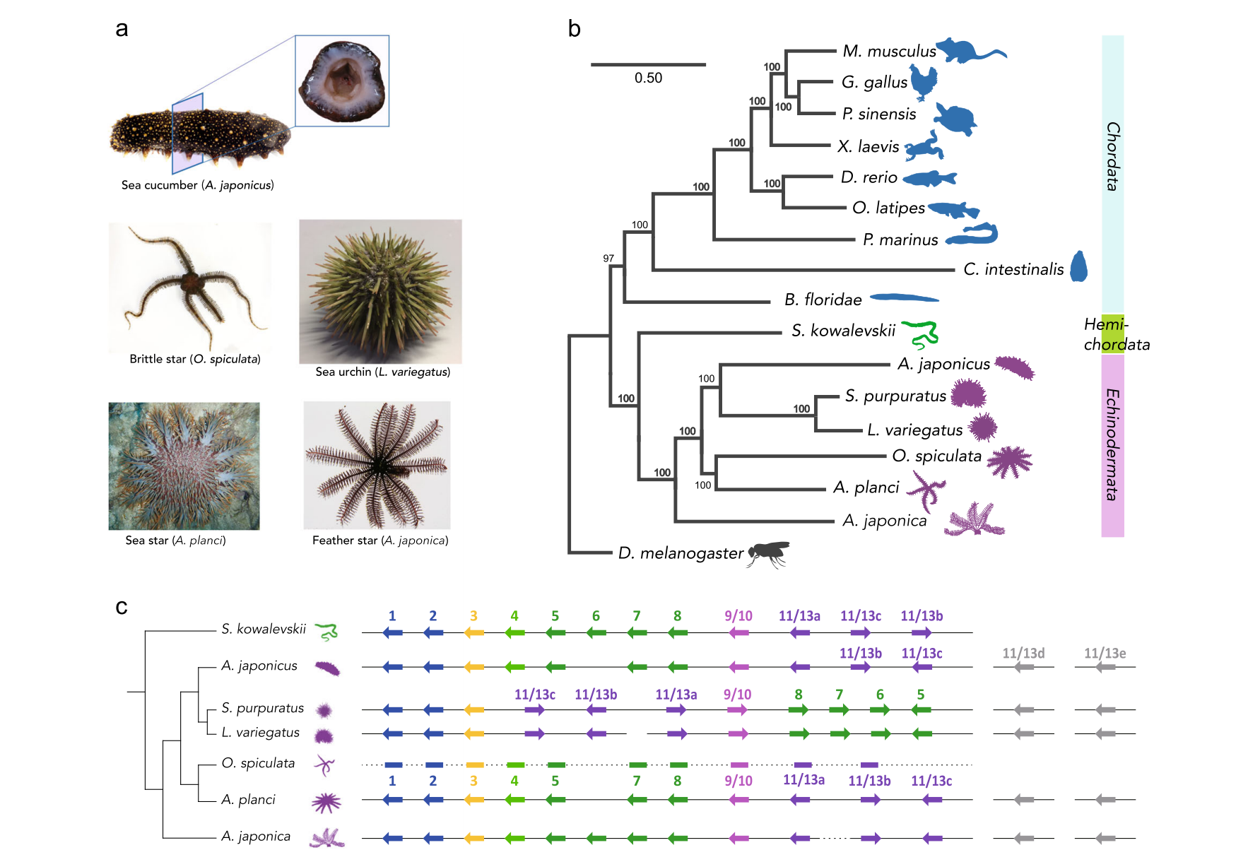 EchinodermsAndTheirEvolutionaryDiversity