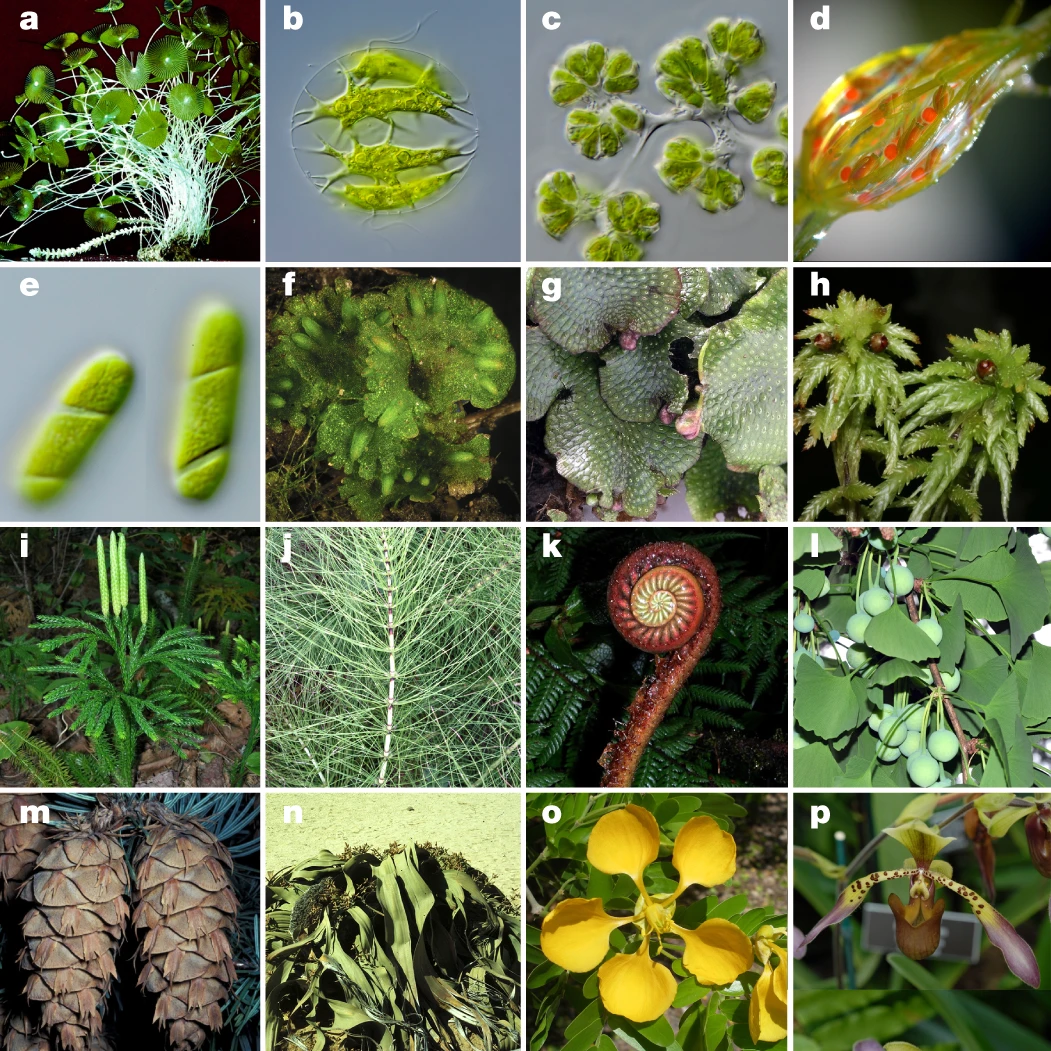 Fig. 1: Diversity within the Viridiplantae.