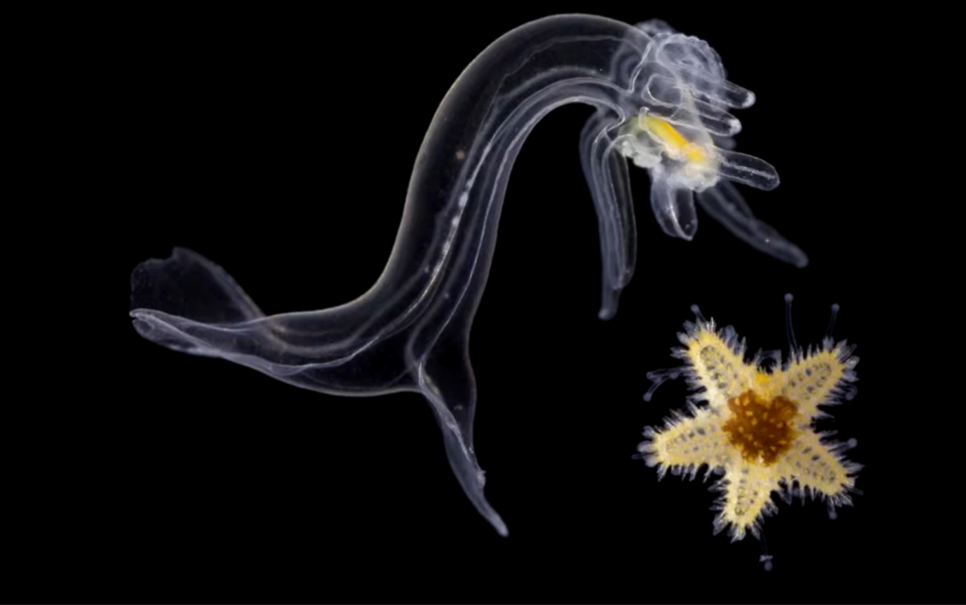 海星幼虫与从幼虫中脱落的海星