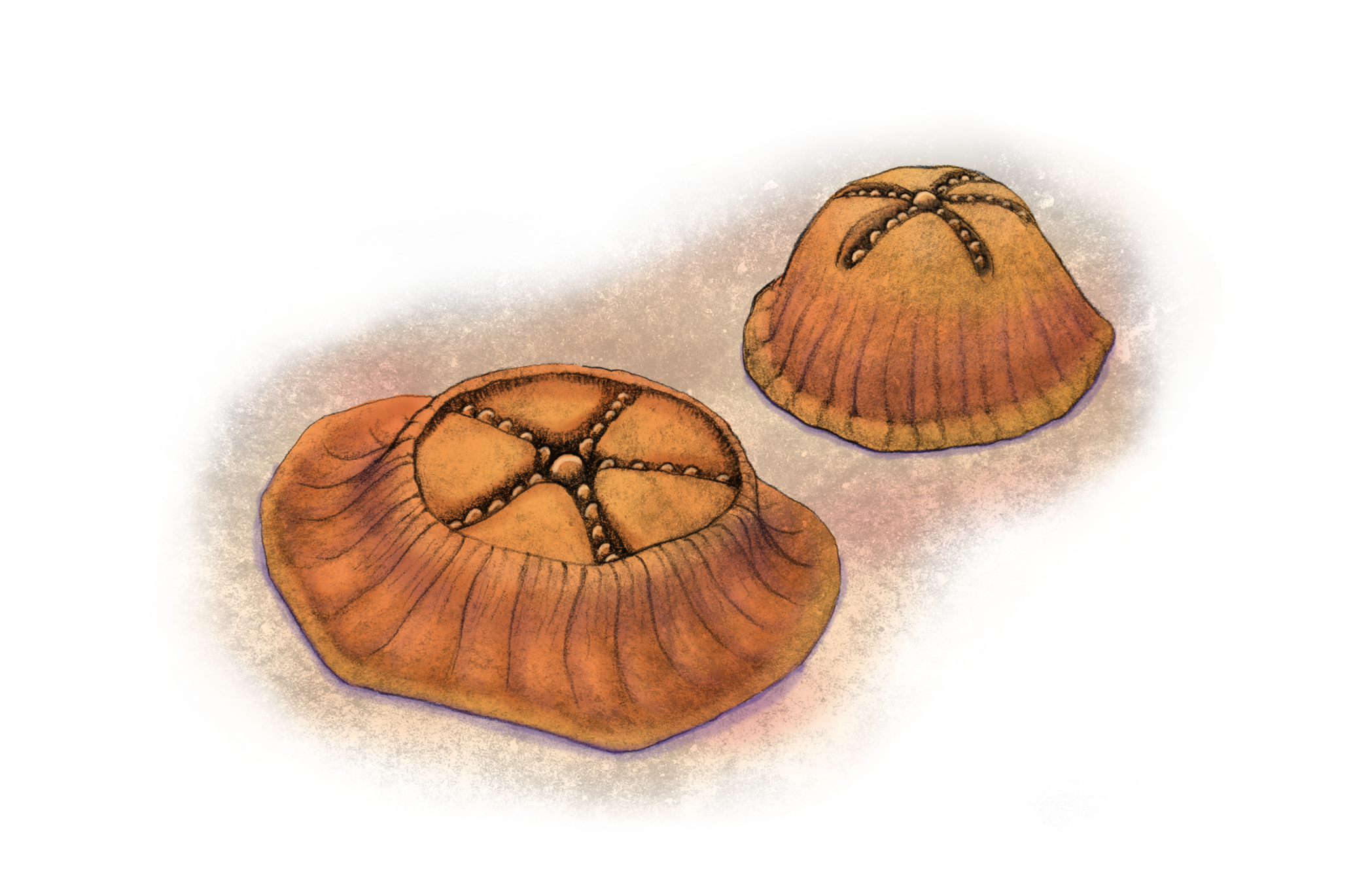 Arkarua_adami_pennetta