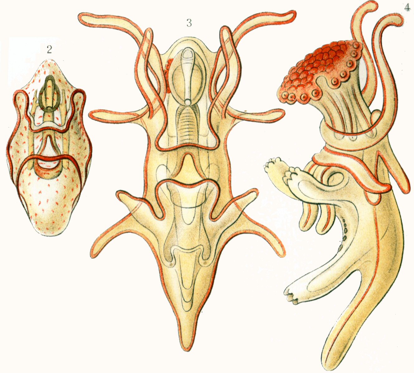 Haeckel_Asteridea_Larvae