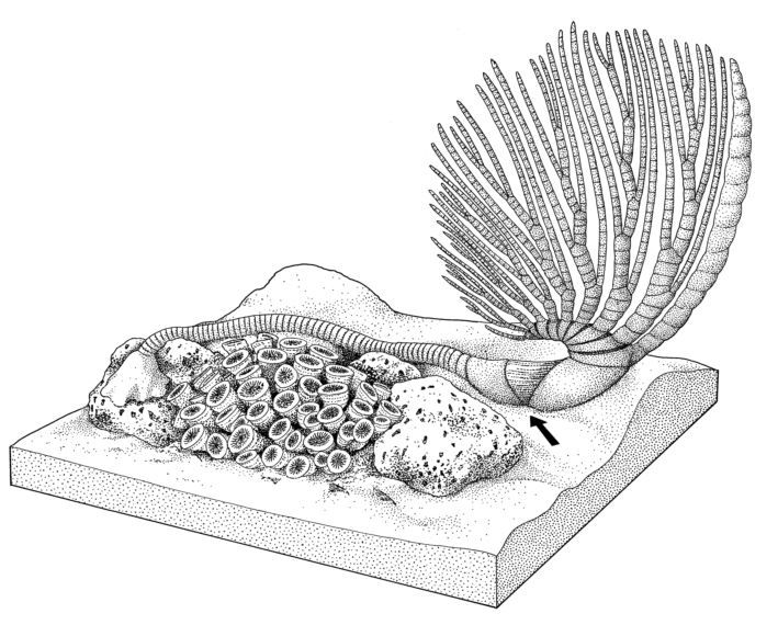 奥陶纪海百合复原图