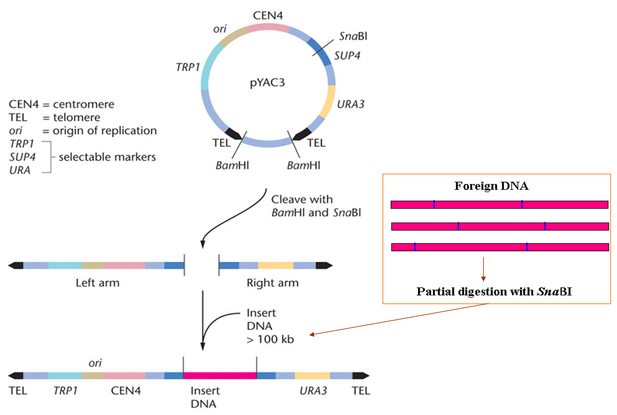 YAC载体的工作原理