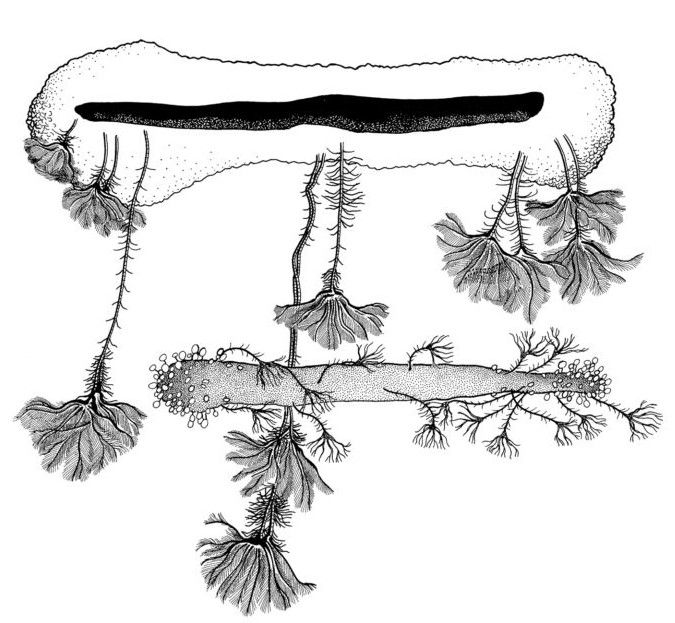 侏罗纪海百合复原图