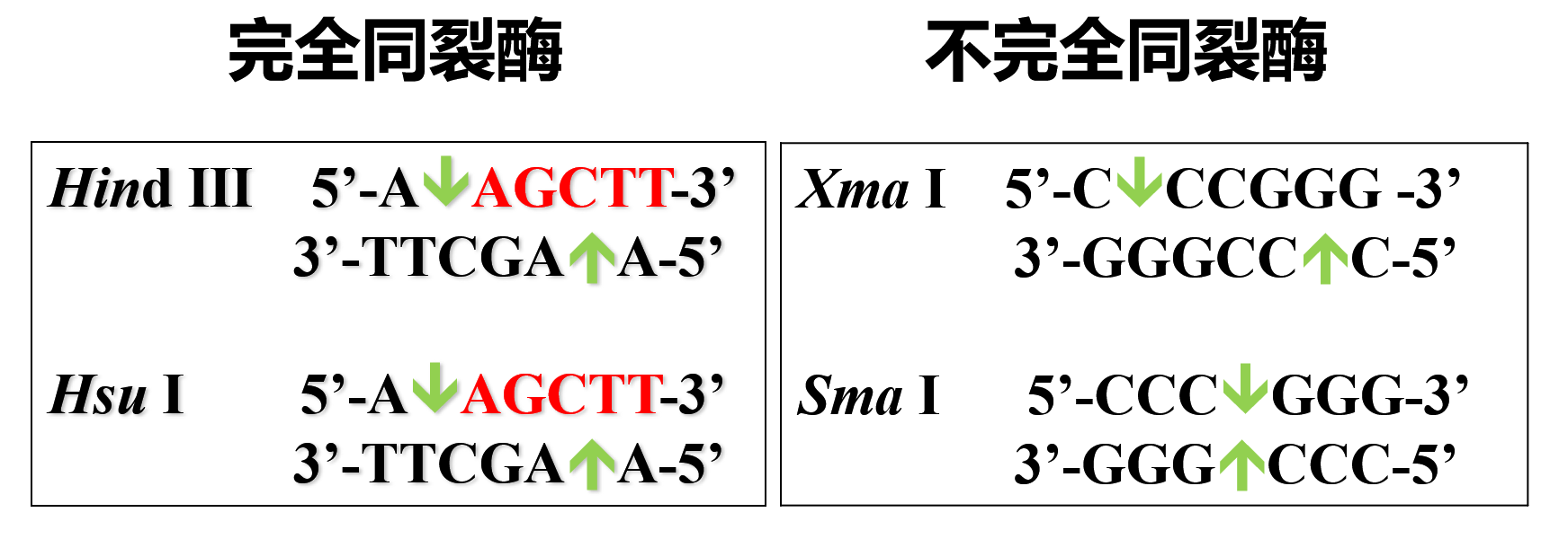 完全同裂酶和不完全同裂酶