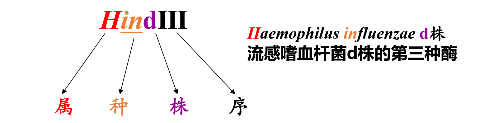 制性内切酶的命名