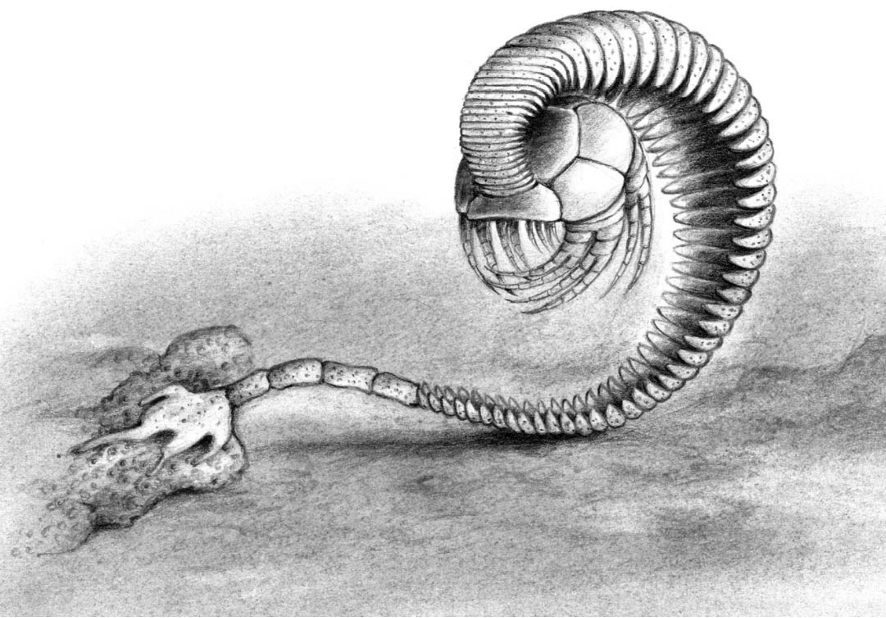 泥盆纪海百合复原图