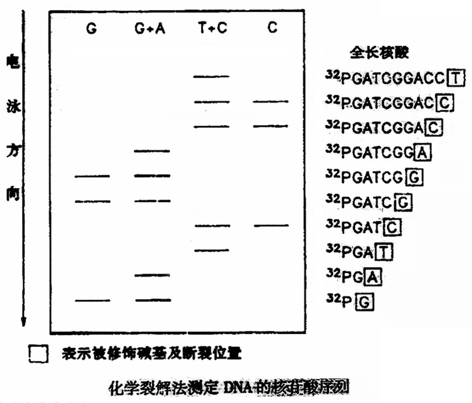 化学裂解法测定 DNA 的核苷酸序列