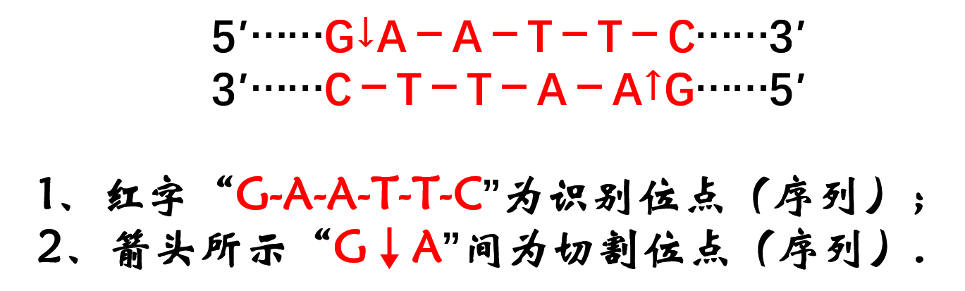 识别位点以及切割位点