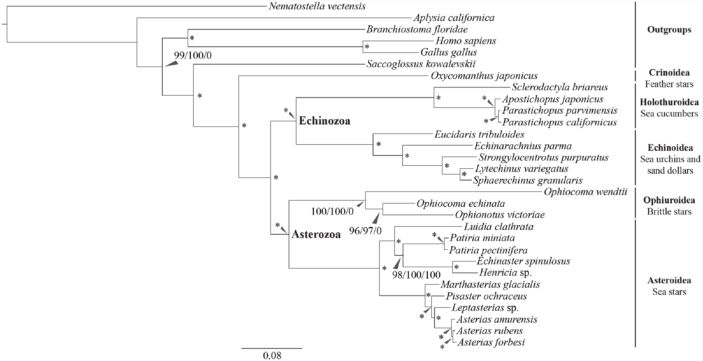 棘皮动物的系统发生树