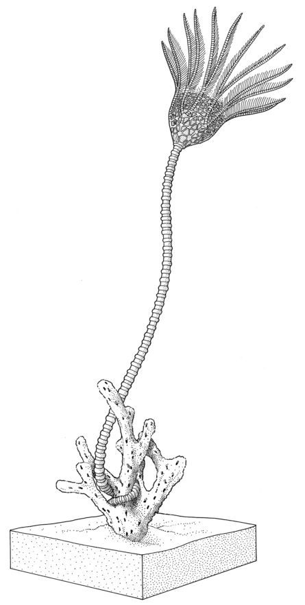 志留纪海百合复原图