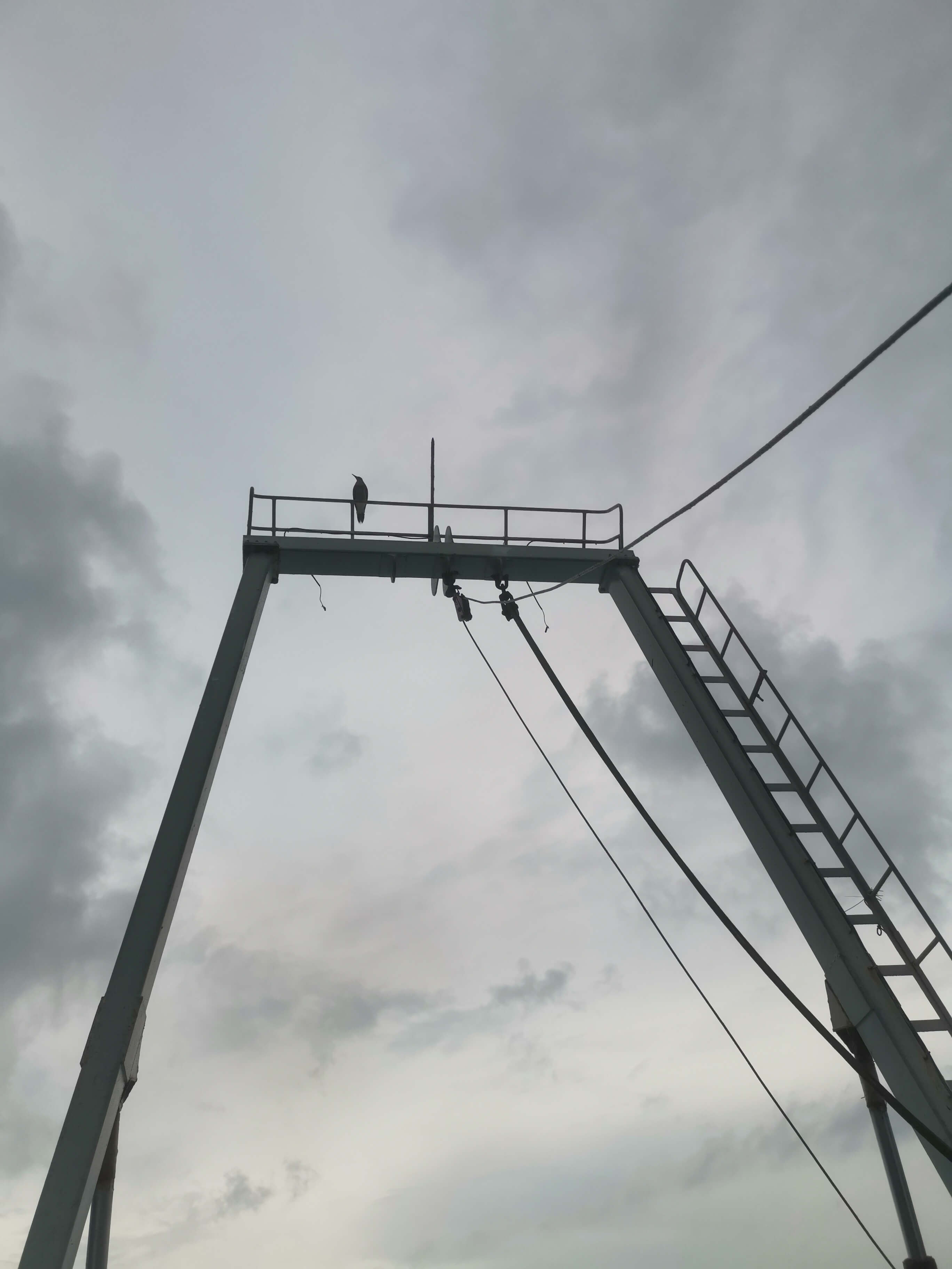 鸟