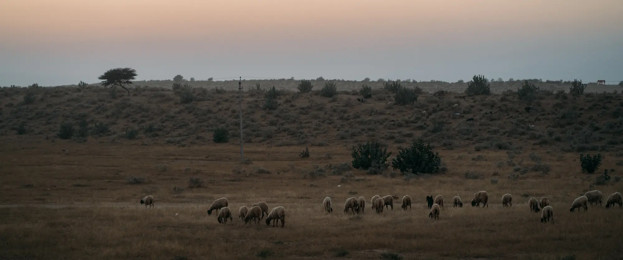 Cattle grazing in Jaisalmer