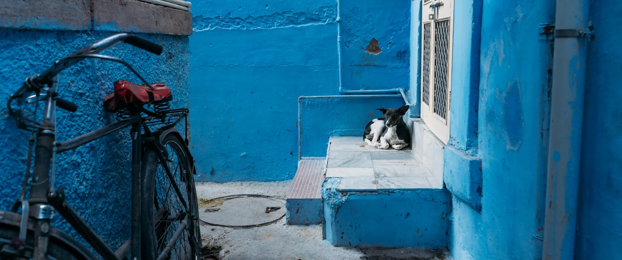 A dog on street, Jodhpur