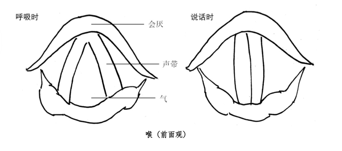 声带