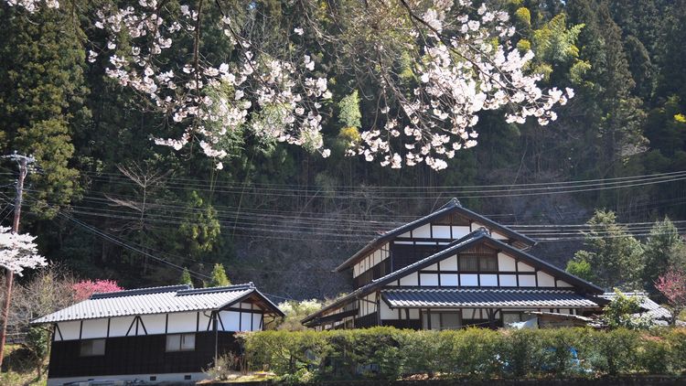 樱花和传统民宅
