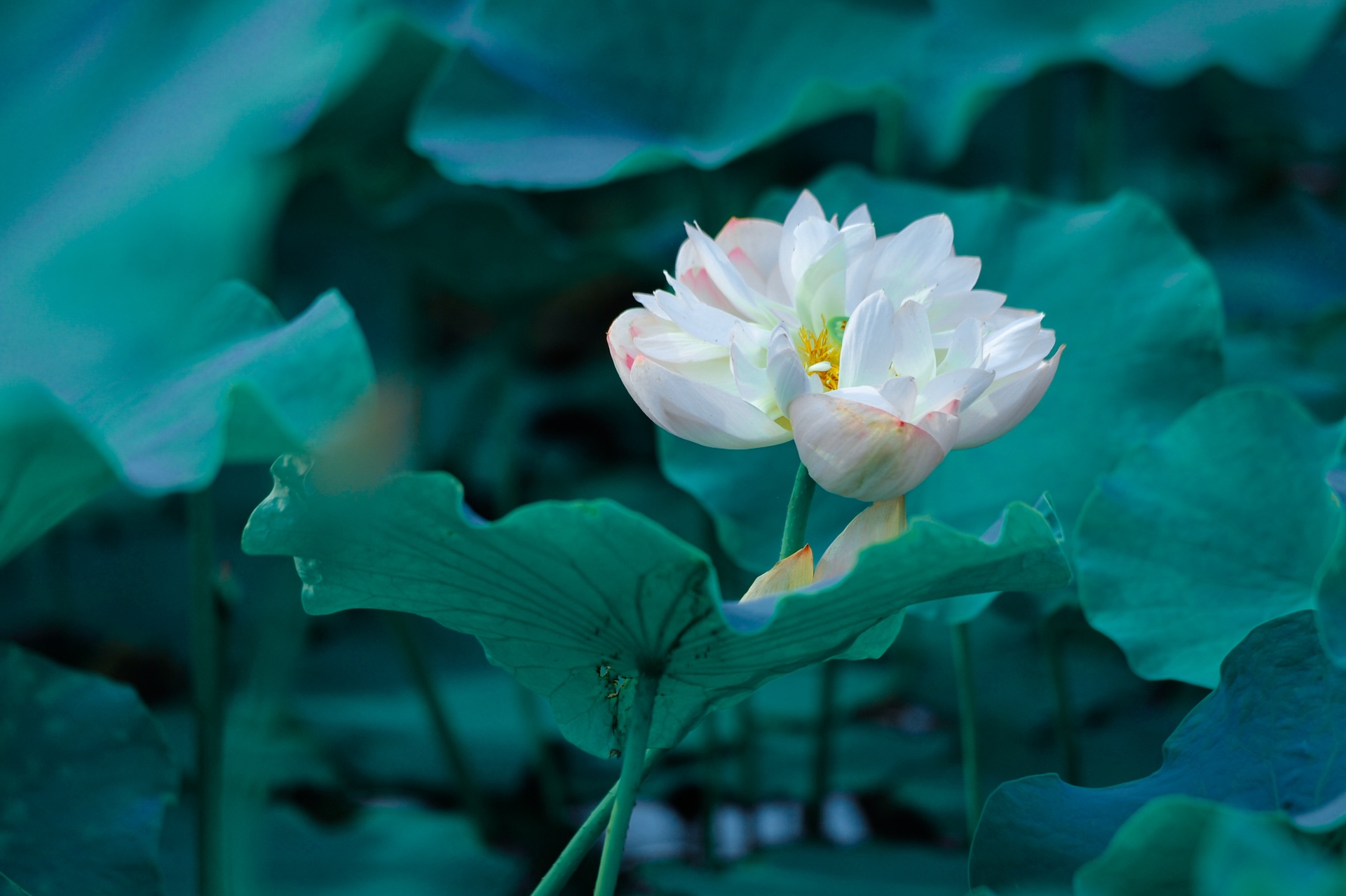盛夏的荷花