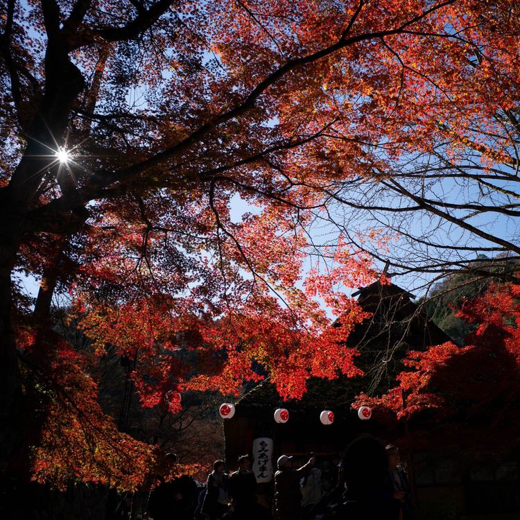 香岚溪之枫