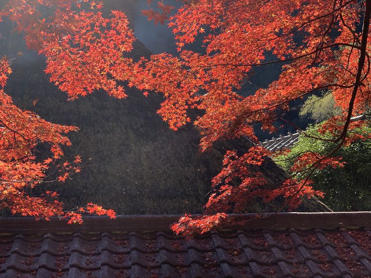 香岚溪之枫