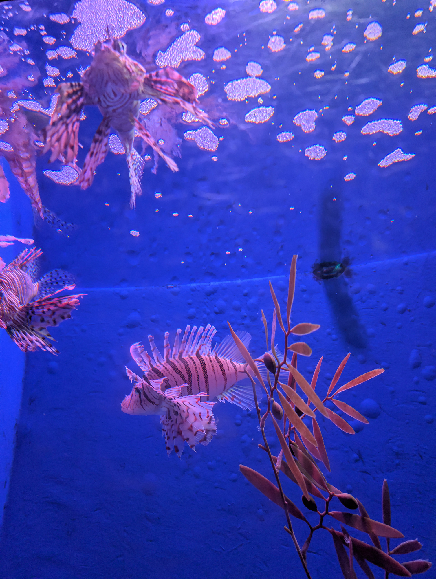 浅虫水族馆
