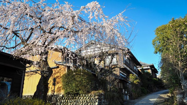 马笼宿的樱花