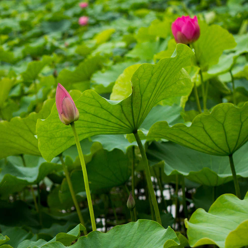 日湖观荷