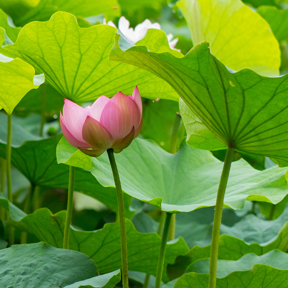日湖观荷