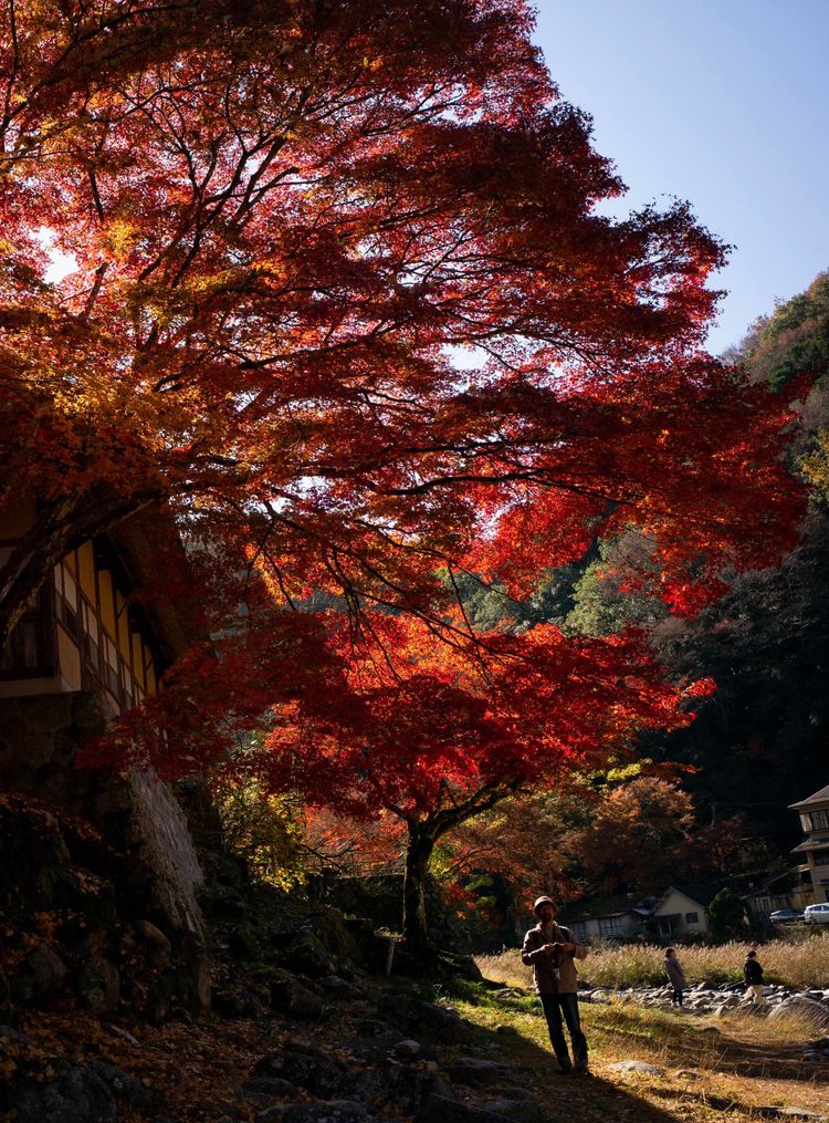 香岚溪之枫