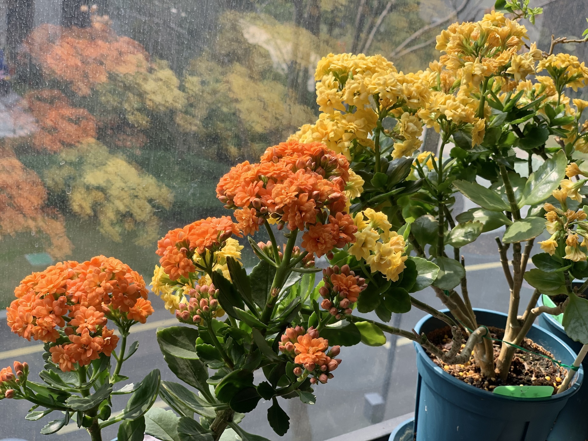 长寿花