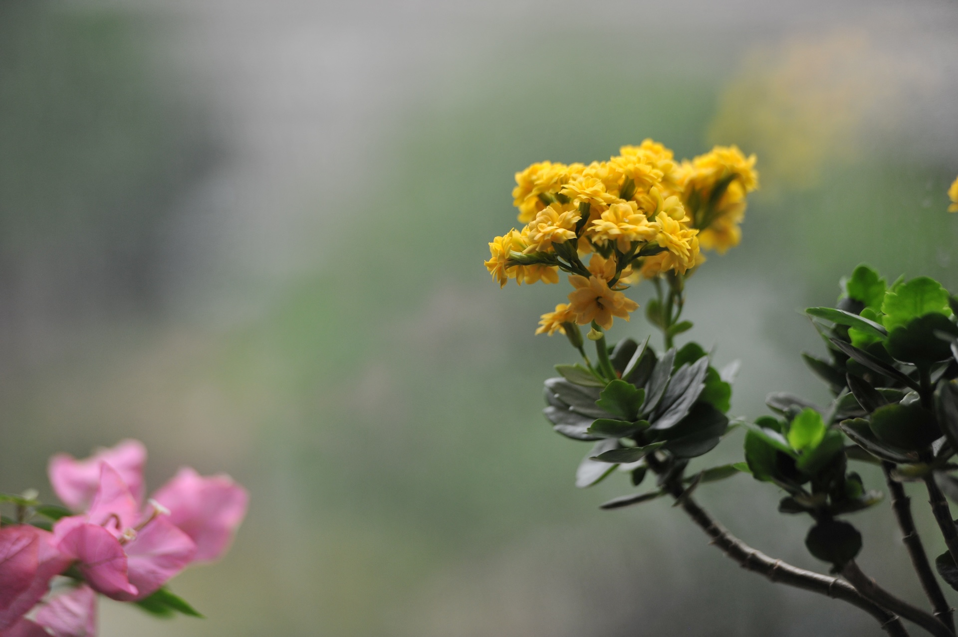 黄色长寿花