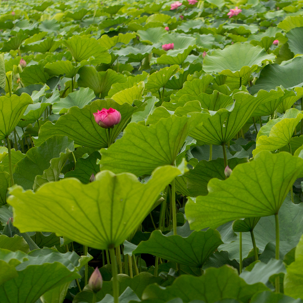 日湖观荷