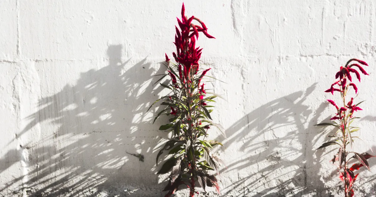 올해의 사진은 요거