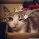 RongleCat